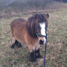 Shetlænder Mister [sød lille pony]