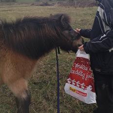 Shetlænder Mister [sød lille pony]