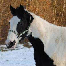 Anden særlig race Diego (Dalle) *Solgt*