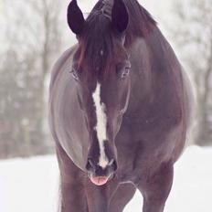 Dansk Varmblod Mitrandir