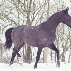 Dansk Varmblod Mitrandir