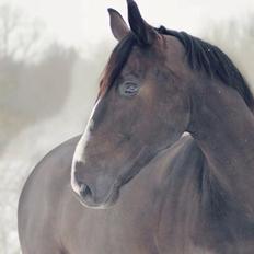 Dansk Varmblod Mitrandir