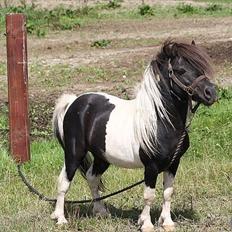 Shetlænder guldfrrøens Crosser