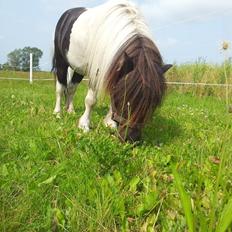 Shetlænder guldfrrøens Crosser