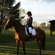 Dansk Varmblod Rushdie