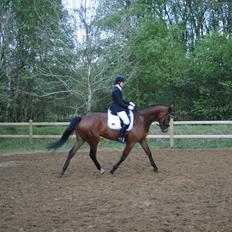 Dansk Varmblod Rushdie