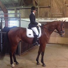 Dansk Varmblod Rushdie