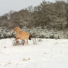 Fjordhest Hjorthøj´s Note