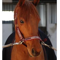 New Forest /DSP HOPPESGÅRD SEBASTAN (Solgt)