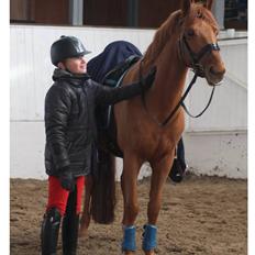 New Forest /DSP HOPPESGÅRD SEBASTAN (Solgt)