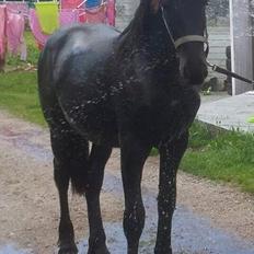 Frieser Uhrbrandsmindes Malik <3