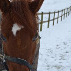 Arabisk fuldblod (OX) D. Midnight Rodeo OX