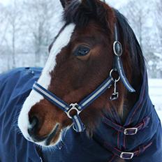 Anden særlig race Hesdalskær's Victoria