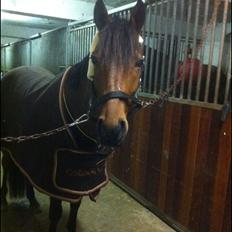 DSP Lundgaards Cointreau [Himmelhest]