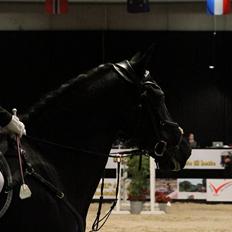 Welsh Cob (sec D) LSG Cæsar (Casino) - Solgt 