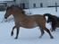 Anden særlig race Isabella<3