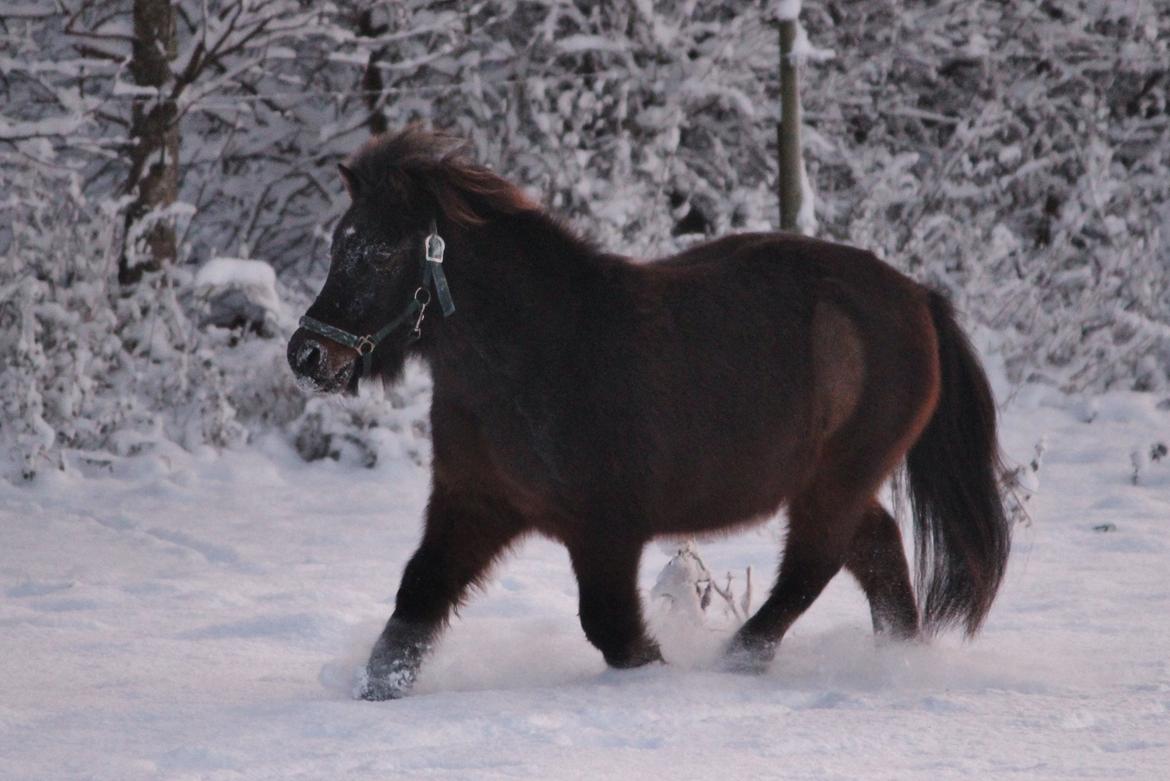 Shetlænder Sofus - December 2014 billede 11
