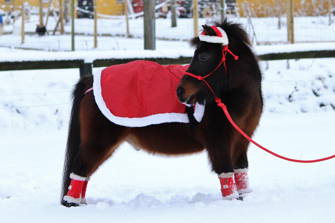 Shetlænder Sofus - December 2014 billede 6