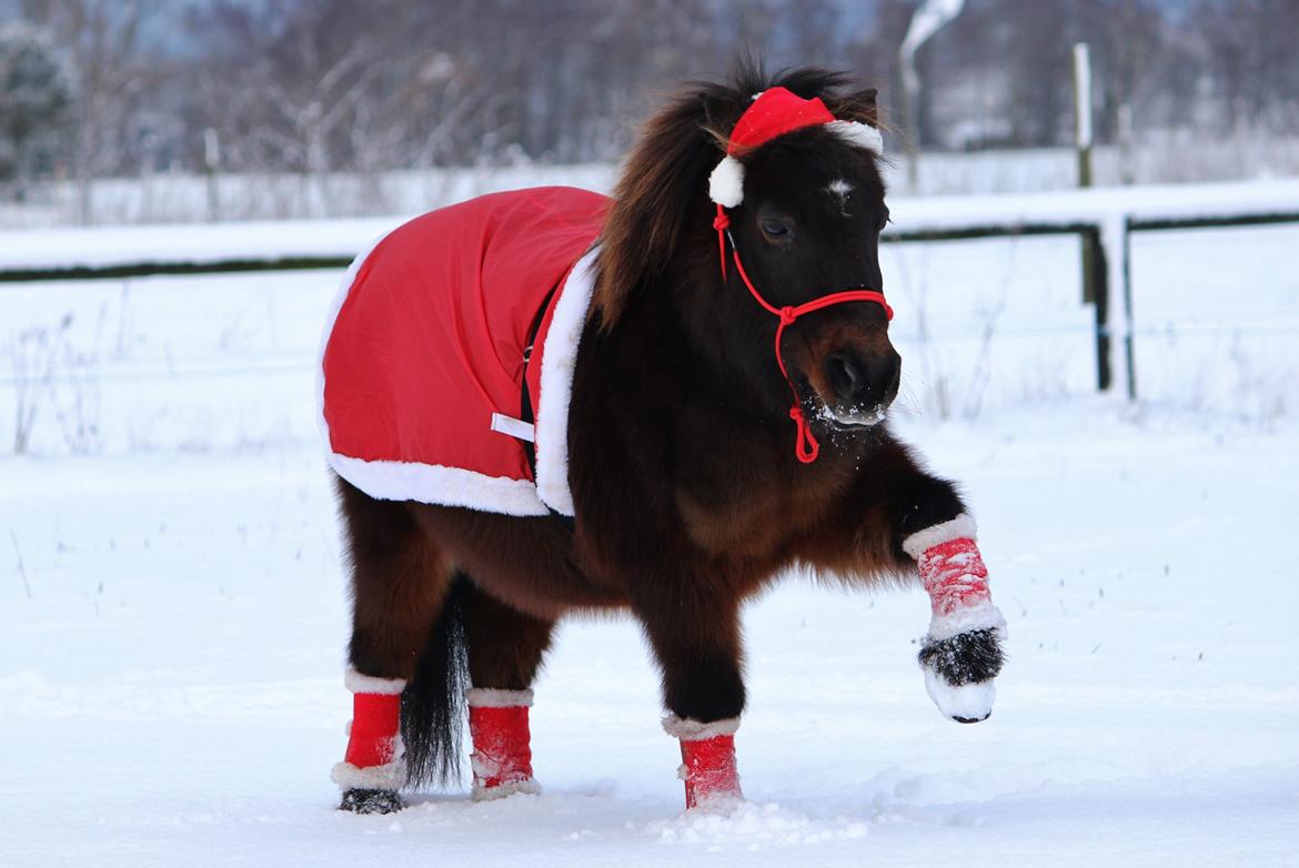 Shetlænder Sofus - December 2014 billede 2