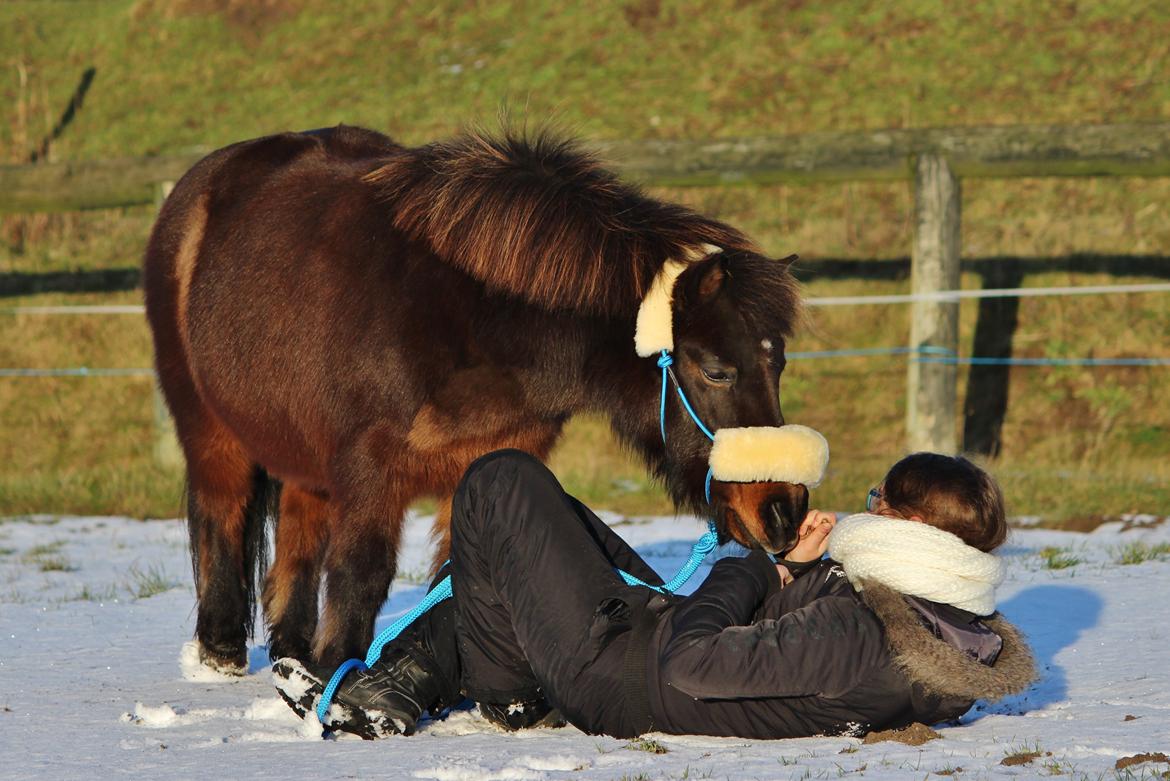 Shetlænder Sofus - Januar 2015: Sofus og hans part Katrine! billede 7