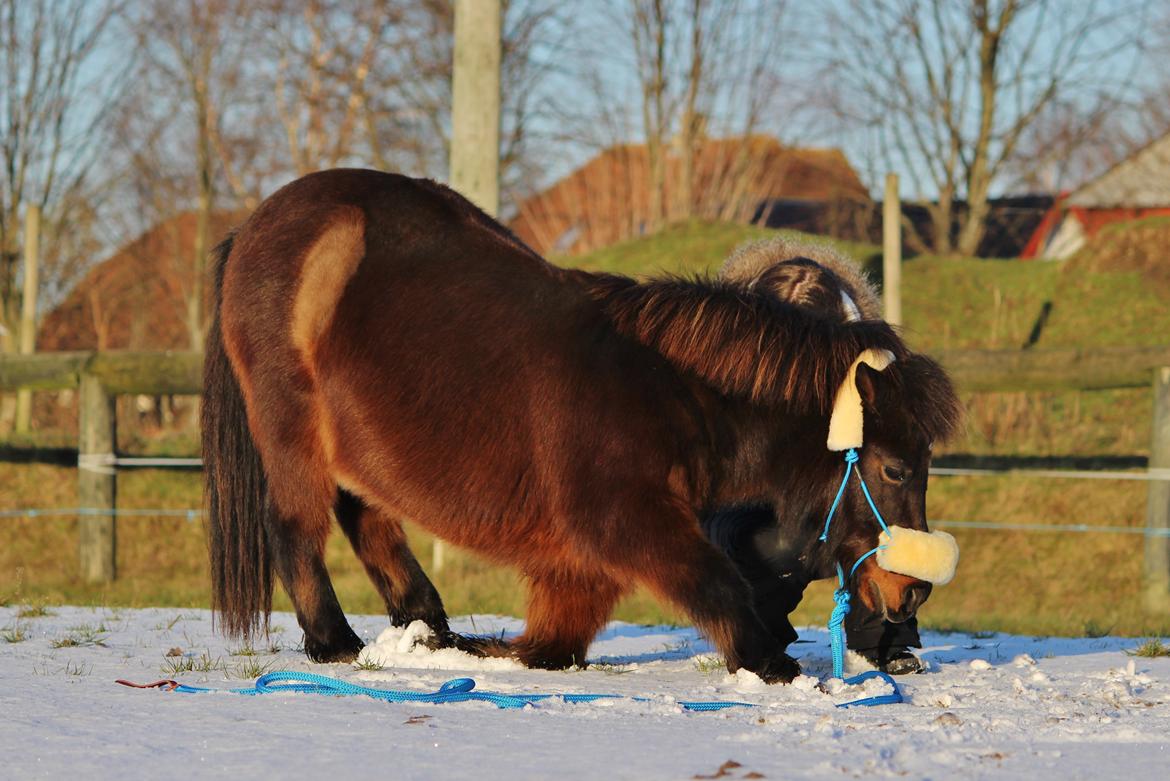 Shetlænder Sofus - Januar 2015: Sofus og hans part Katrine! billede 17