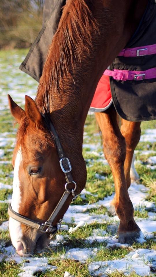 Hannoveraner Lady La Martina billede 28