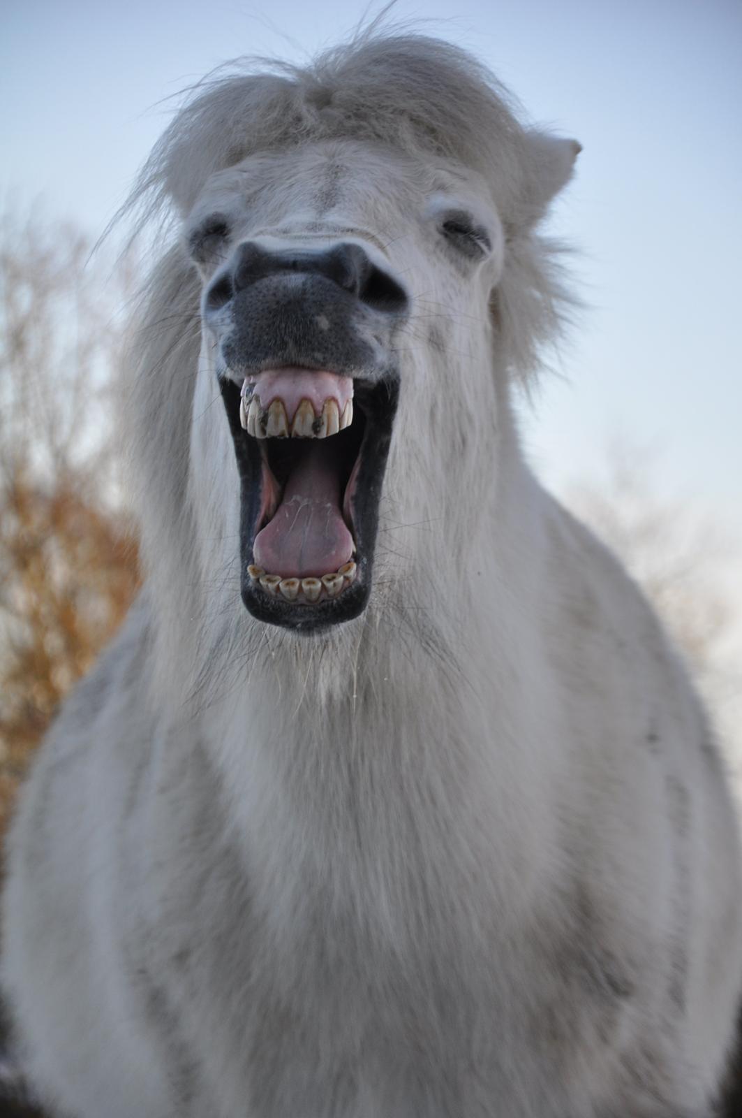 Islænder Hlín fra Helgenæs<3 - You're gonna hear me roar! <3 Foto AFH 27.01.15 billede 3