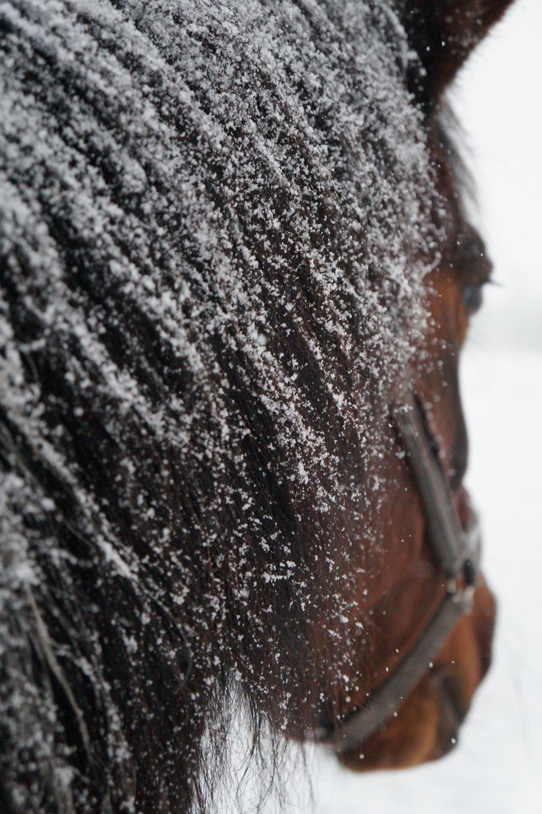 Pinto /Islænder   Futte - Vinter 2015 <3 billede 9