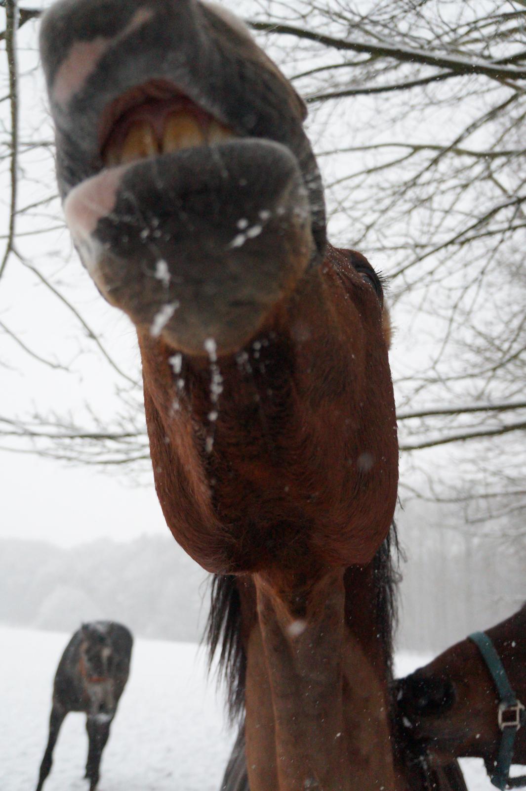 Dansk Varmblod Gade Drengen - Charmør!! billede 19