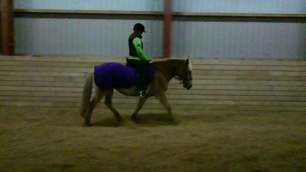 Haflinger Duchess *Dysse* - 27/1-15 Foto: Lærke billede 1