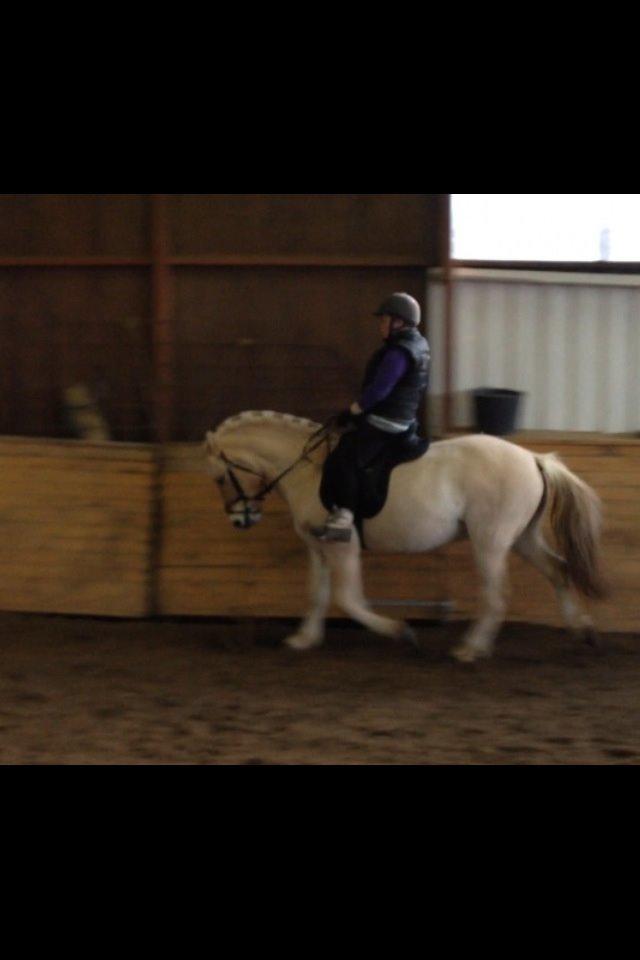 Fjordhest Milton (tidl. navn Claus) billede 30