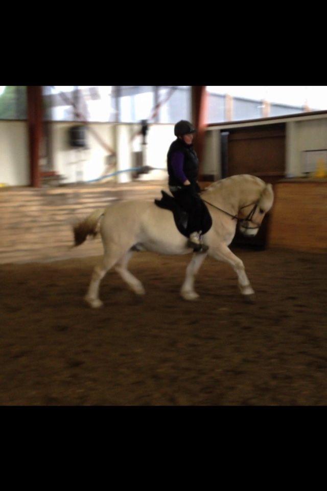 Fjordhest Milton (tidl. navn Claus) billede 29