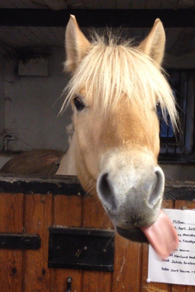Fjordhest Milton (tidl. navn Claus) billede 31