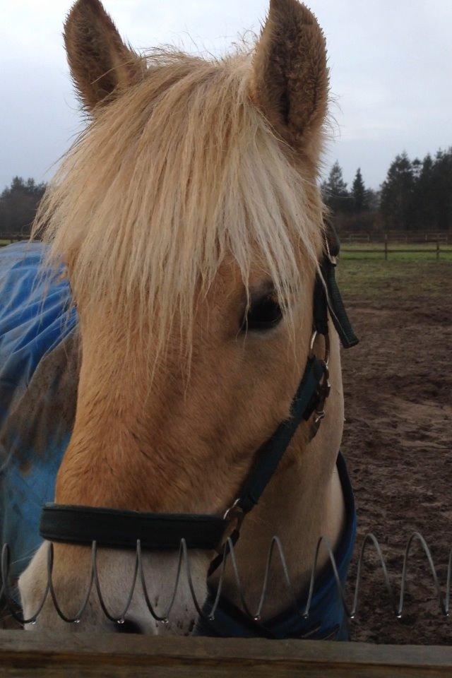 Fjordhest Milton (tidl. navn Claus) billede 33