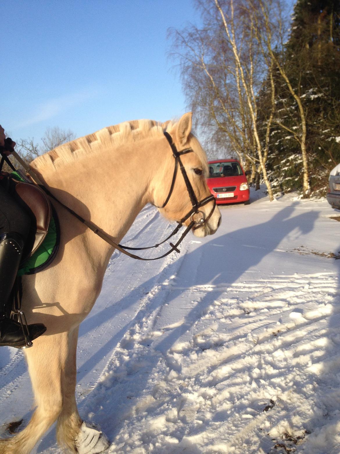 Fjordhest Milton (tidl. navn Claus) billede 34