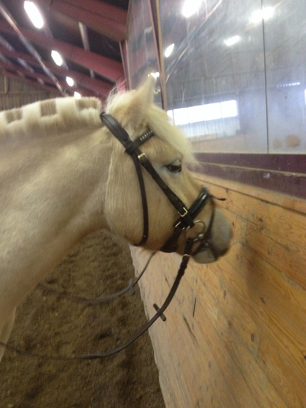 Fjordhest Milton (tidl. navn Claus) billede 35