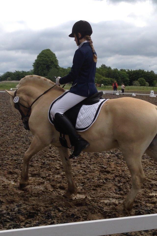 Fjordhest Milton (tidl. navn Claus) billede 36