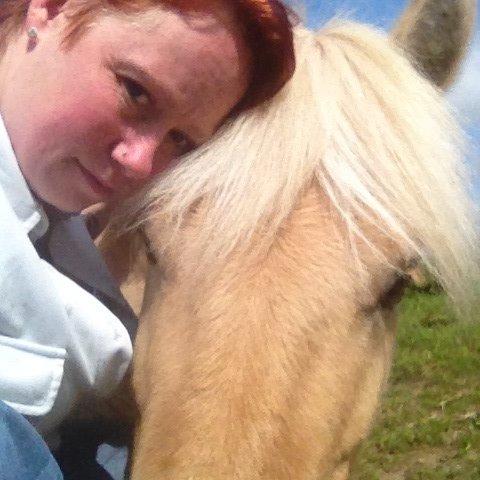 Fjordhest Milton (tidl. navn Claus) billede 37