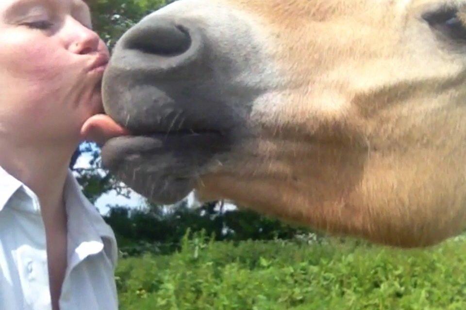 Fjordhest Milton (tidl. navn Claus) billede 38