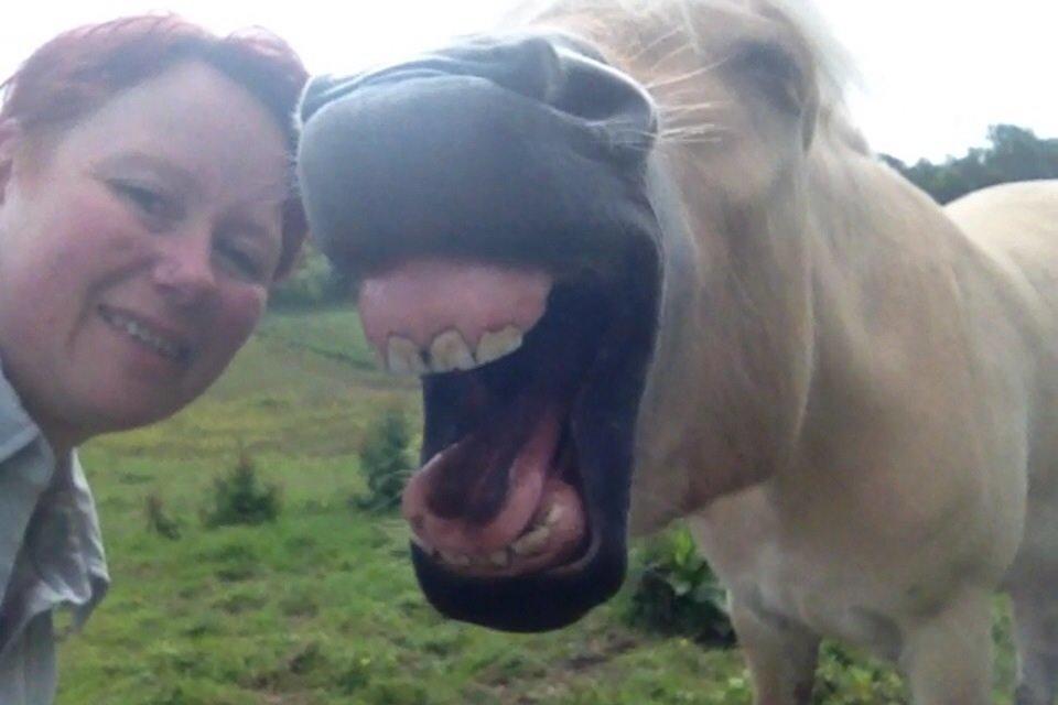 Fjordhest Milton (tidl. navn Claus) billede 39