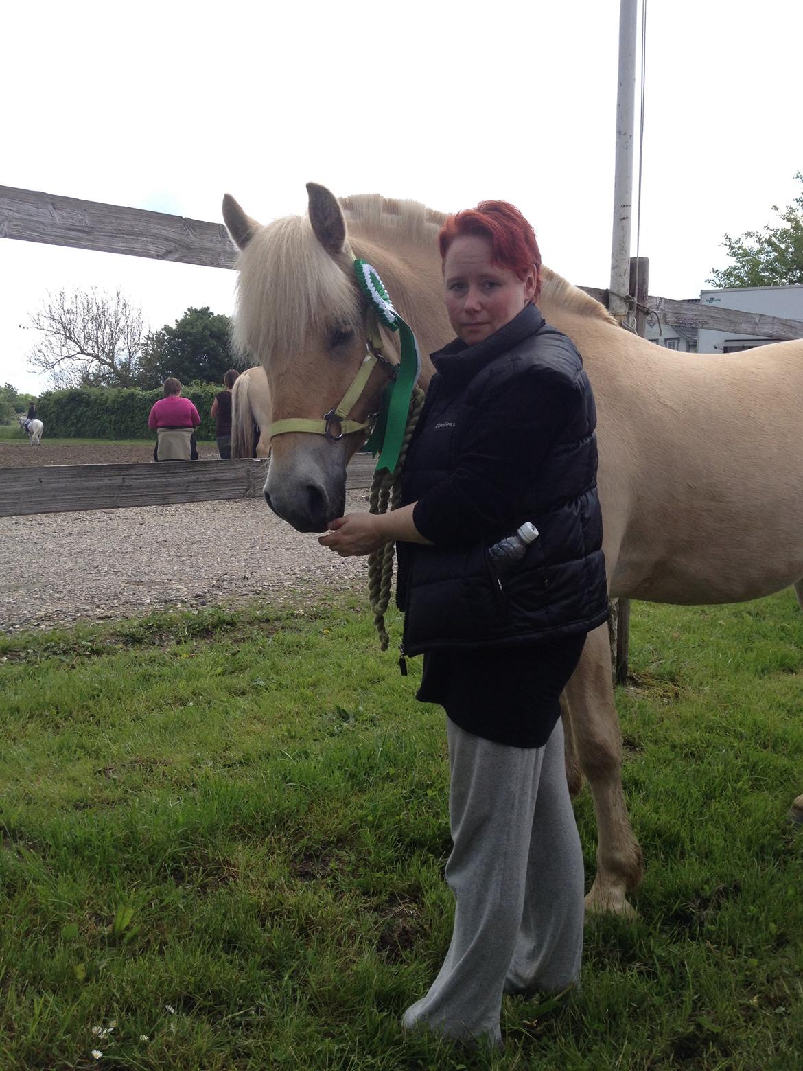 Fjordhest Milton (tidl. navn Claus) billede 41