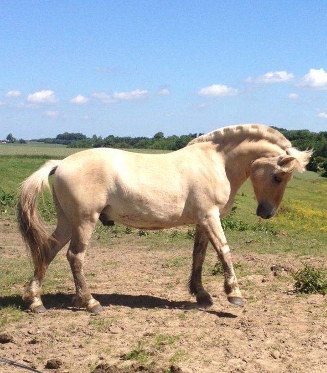 Fjordhest Milton (tidl. navn Claus) billede 40