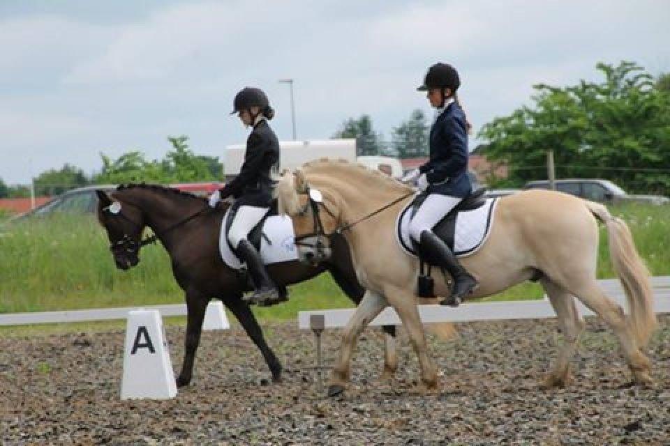 Fjordhest Milton (tidl. navn Claus) billede 42