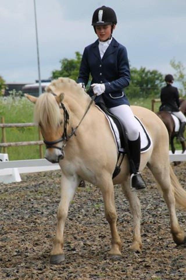 Fjordhest Milton (tidl. navn Claus) billede 43