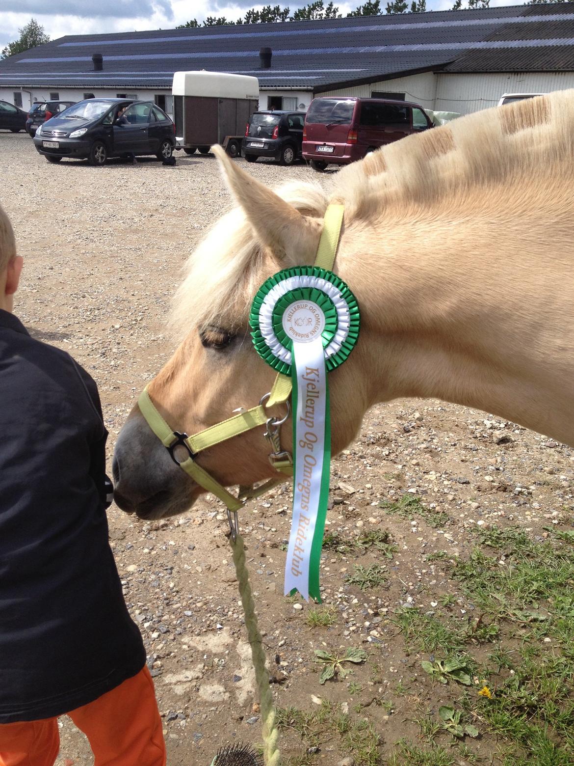 Fjordhest Milton (tidl. navn Claus) billede 47