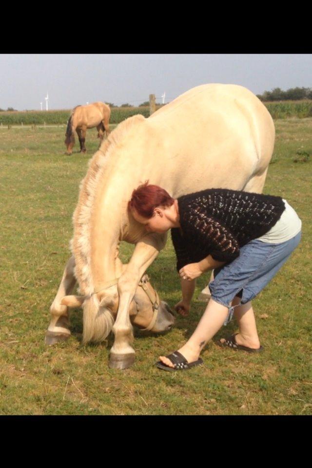 Fjordhest Milton (tidl. navn Claus) billede 44