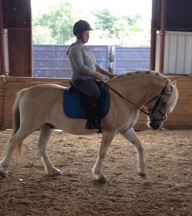 Fjordhest Milton (tidl. navn Claus) billede 45