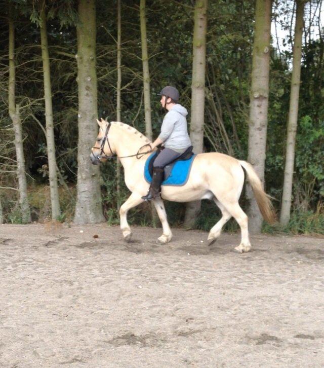 Fjordhest Milton (tidl. navn Claus) billede 46