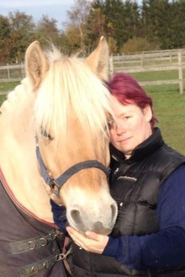 Fjordhest Milton (tidl. navn Claus) billede 48