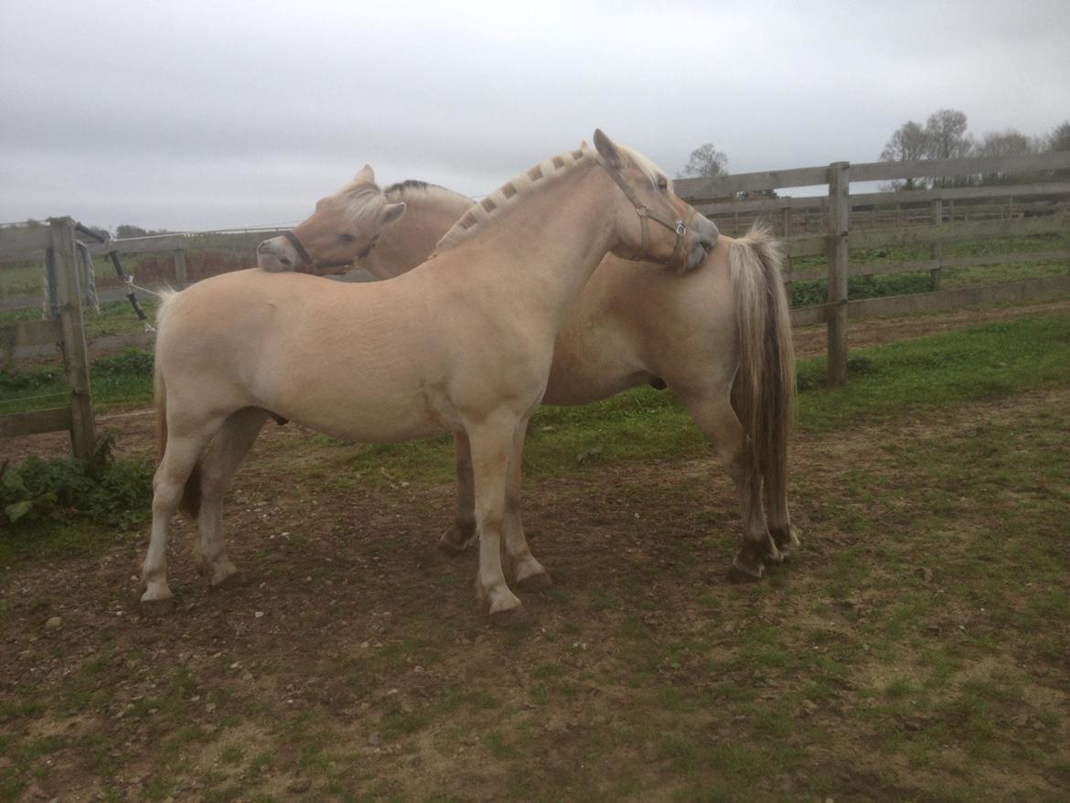 Fjordhest Milton (tidl. navn Claus) billede 49